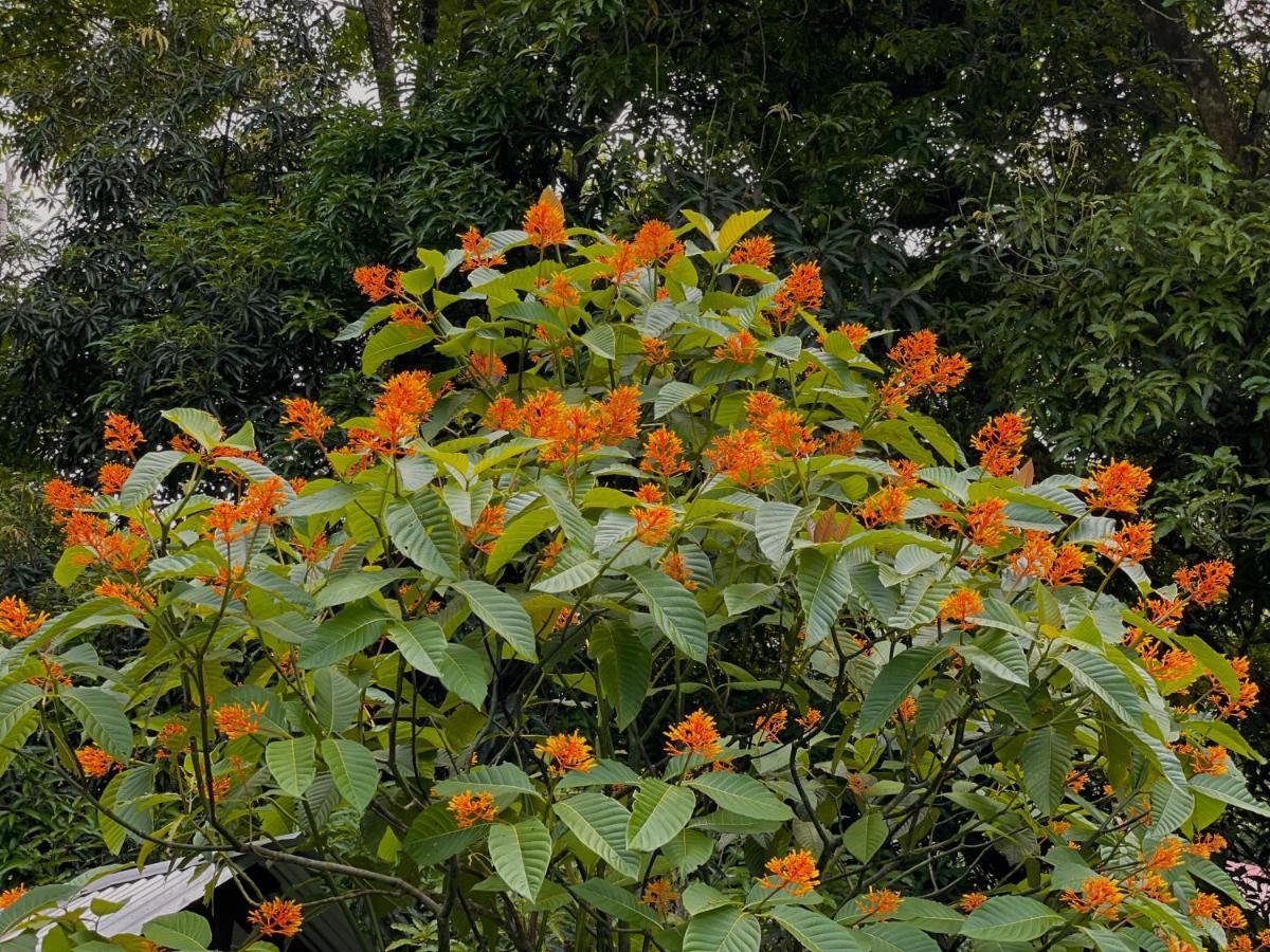 Los Amigos Jungle Hotel Tortuguero Kültér fotó