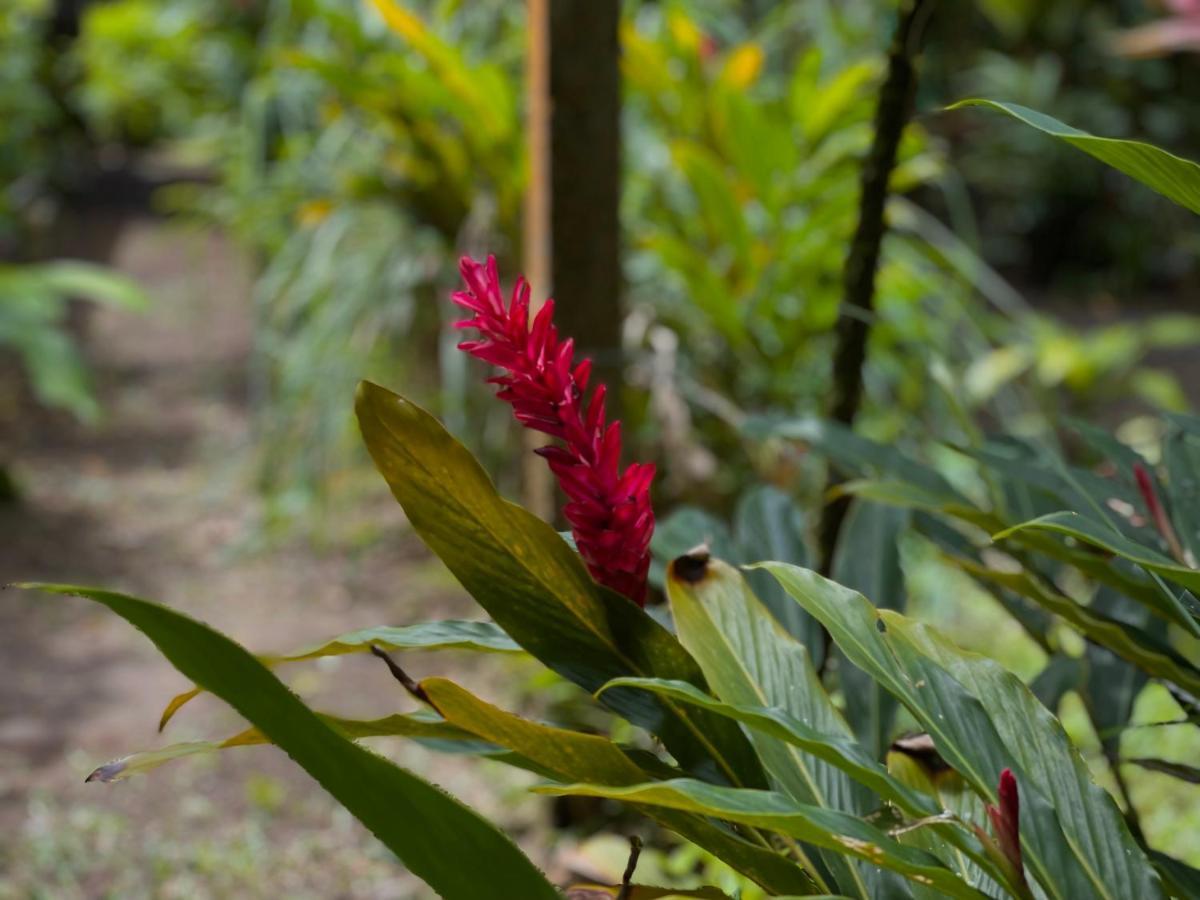 Los Amigos Jungle Hotel Tortuguero Kültér fotó