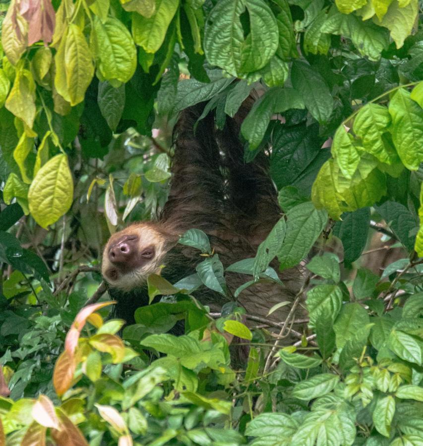 Los Amigos Jungle Hotel Tortuguero Kültér fotó