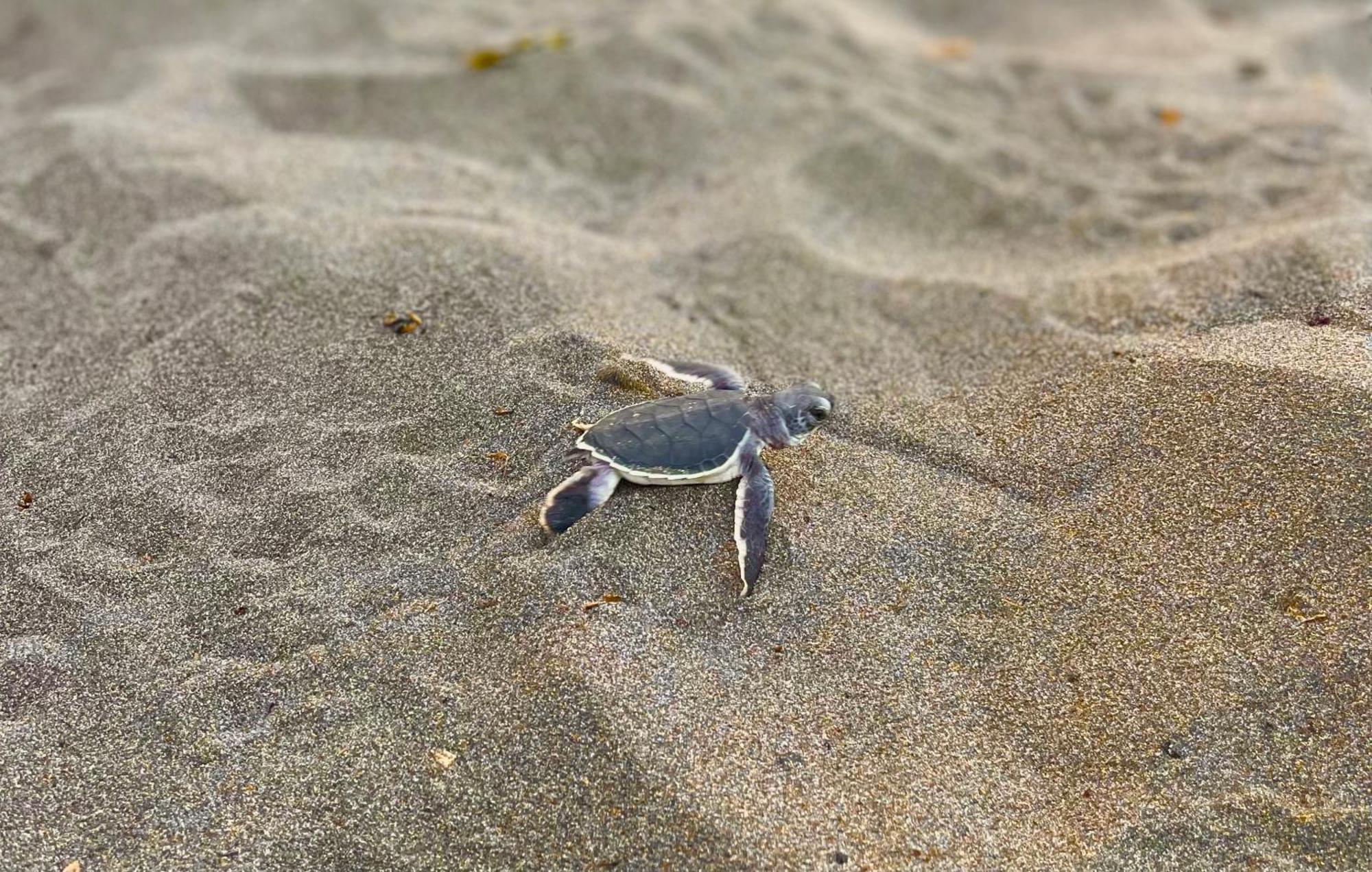 Los Amigos Jungle Hotel Tortuguero Kültér fotó