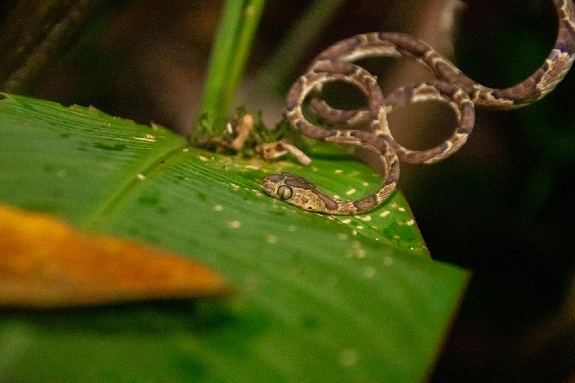 Los Amigos Jungle Hotel Tortuguero Kültér fotó